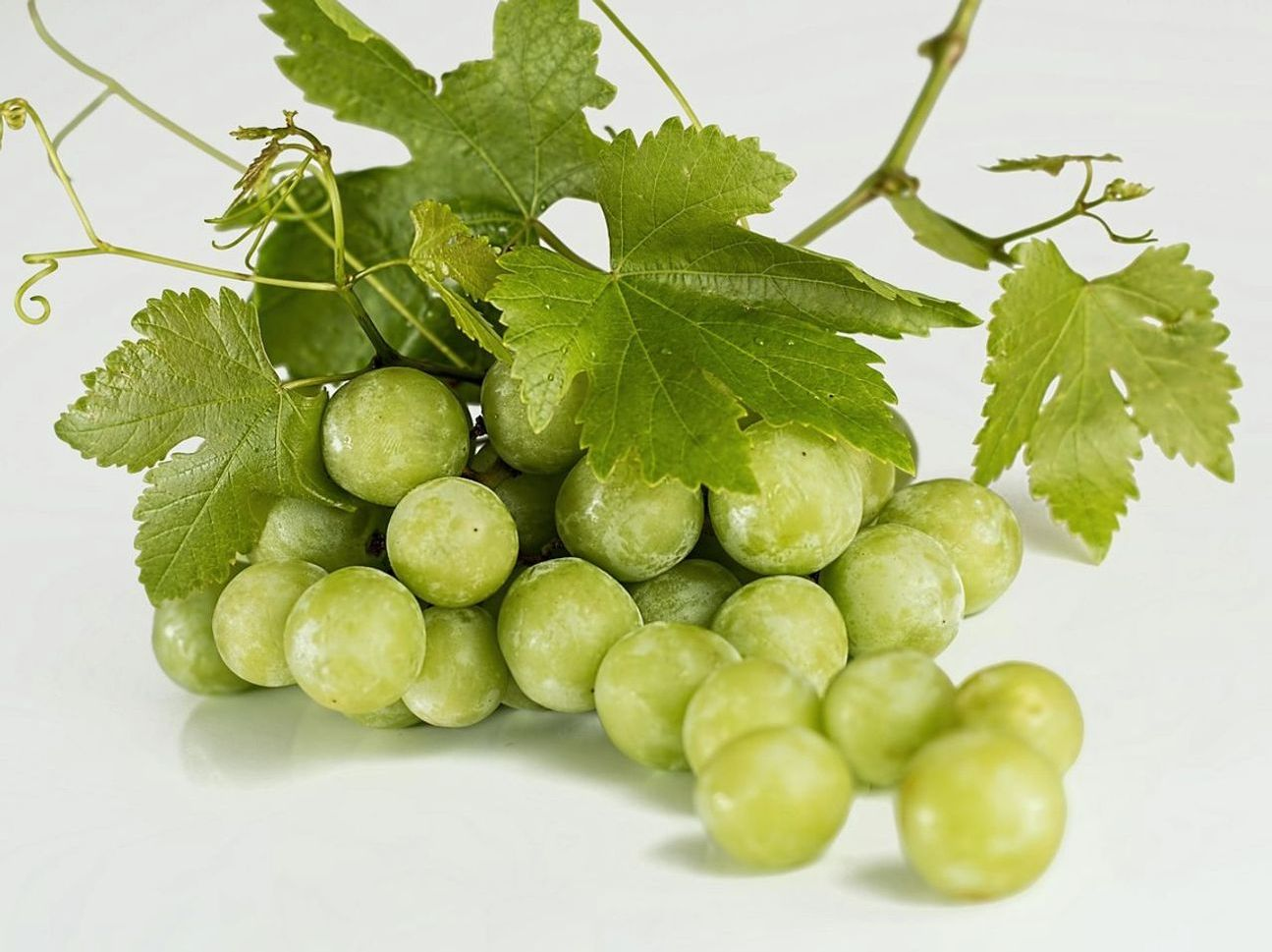 Árvore frutífera: frutas colhidas todo dia