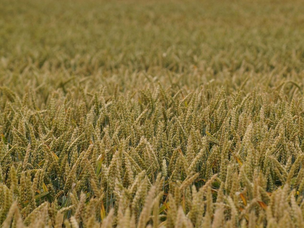 Produtos orgânicos direto da Fazenda