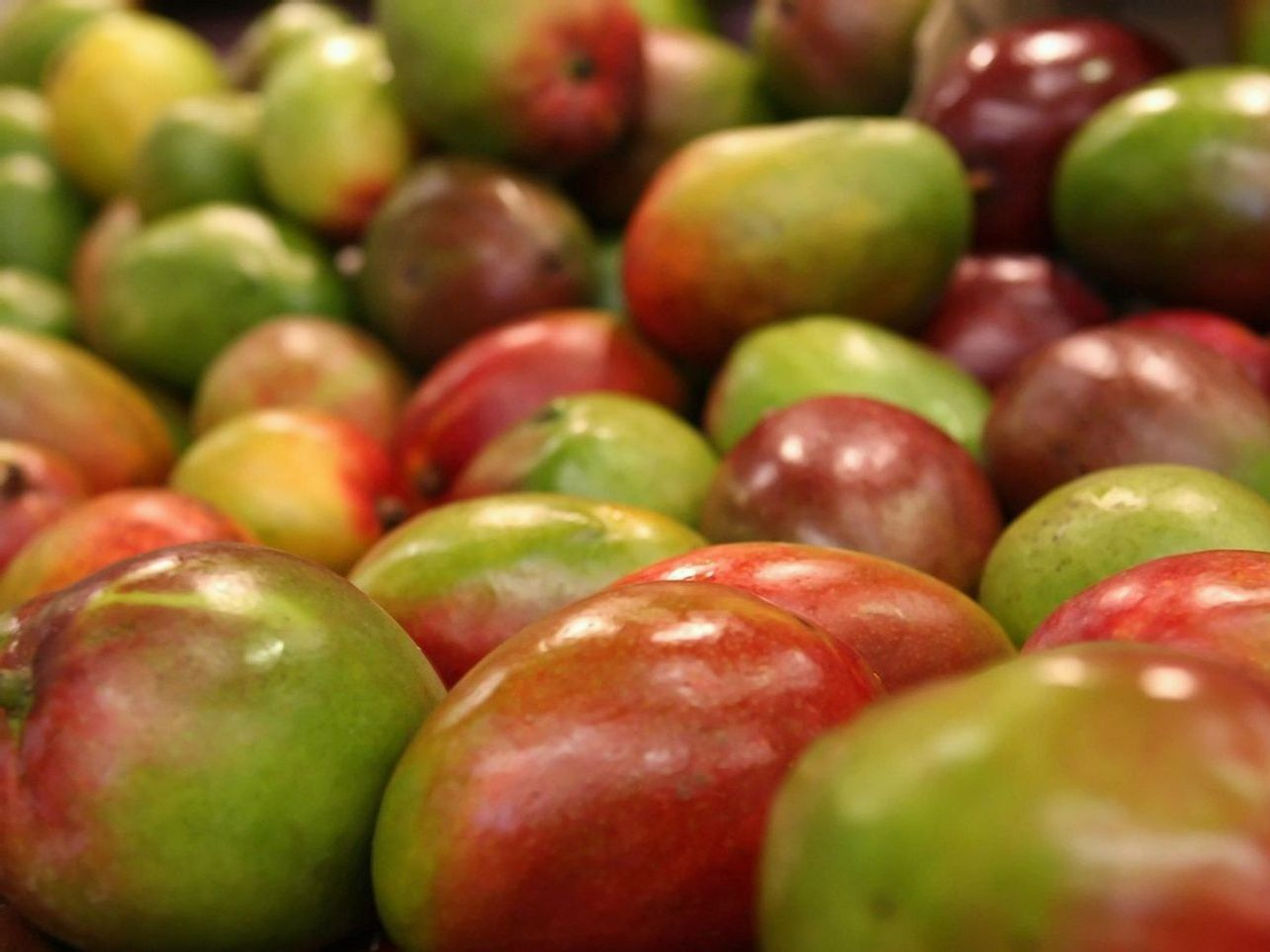 Ervas aromáticas secadas