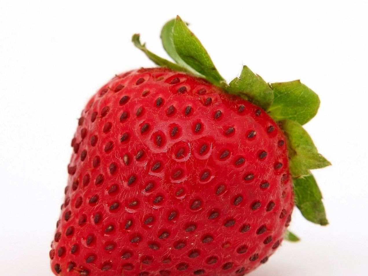 Rabanete vermelho da safra